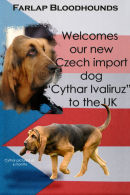 Cythar Ivaliruz our new dog hound, imported from the Czech Republic October 2007